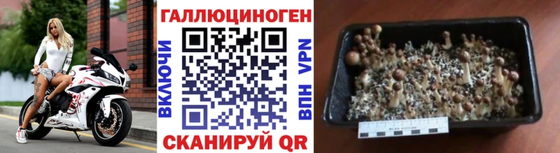 Галлюциногенные грибы мицелий  что такое   Кирс 